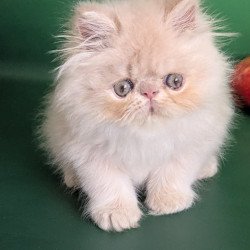 Persian EZ Tom