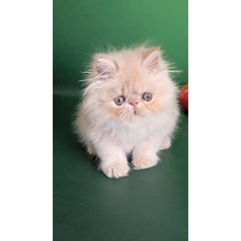 Persian EZ Tom