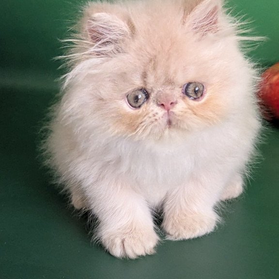 Persian EZ Tom