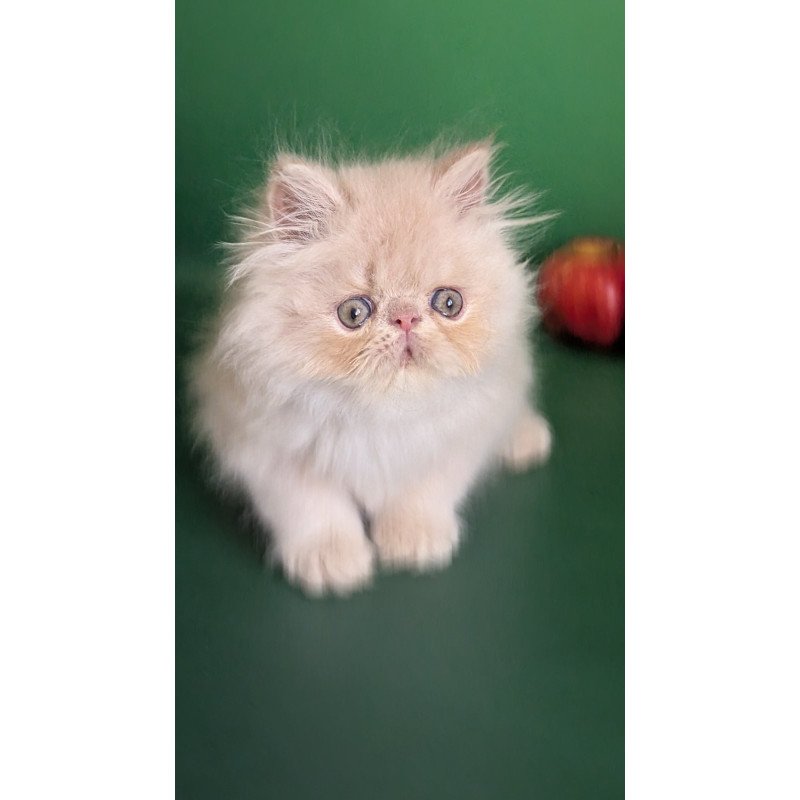 Persian EZ Tom