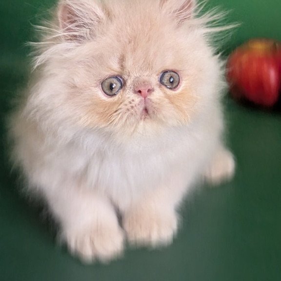 Persian EZ Tom