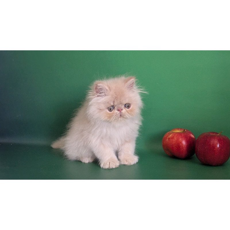 Persian EZ Tom