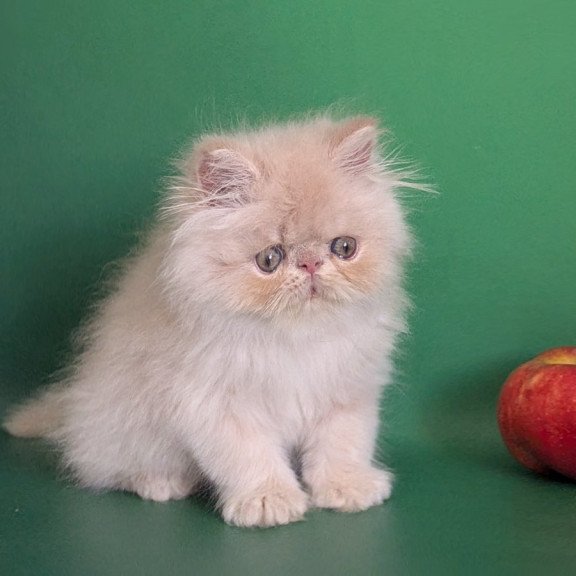 Persian EZ Tom