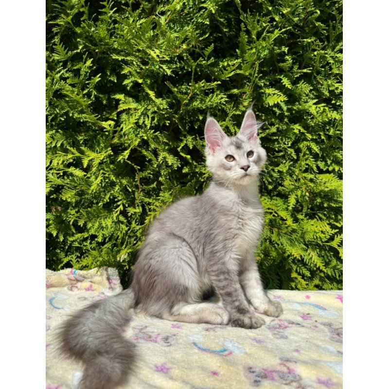 Maine Coon EZ Idris