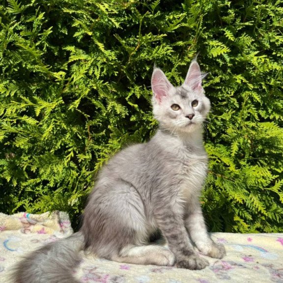 Maine Coon EZ Idris