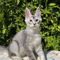 Maine Coon EZ Idris