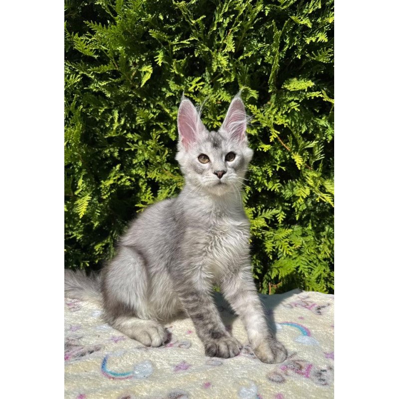 Maine Coon EZ Idris