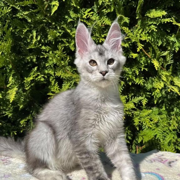 Maine Coon EZ Idris