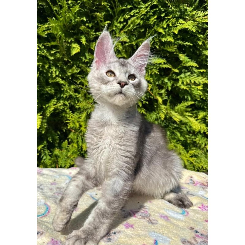 Maine Coon EZ Idris
