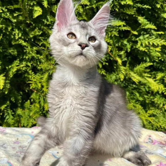 Maine Coon EZ Idris