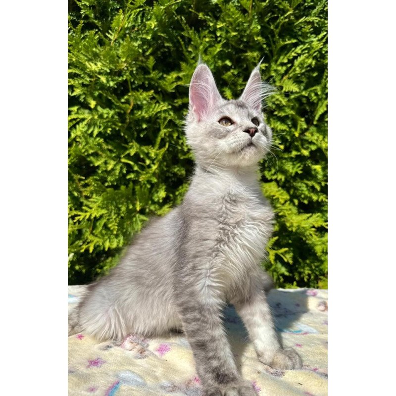 Maine Coon EZ Idris