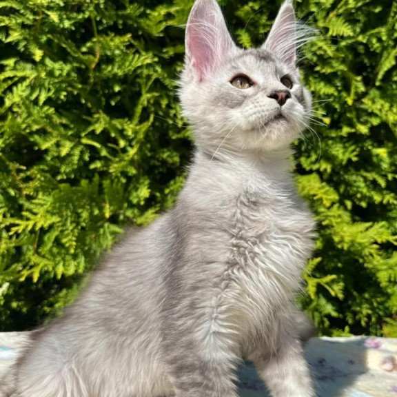 Maine Coon EZ Idris