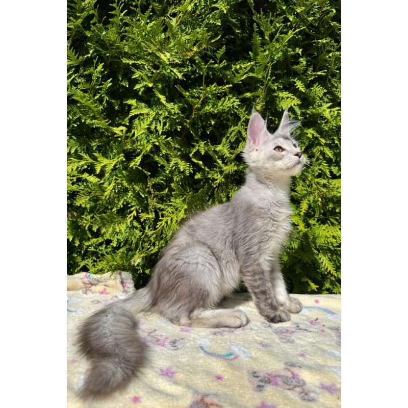 Maine Coon EZ Idris