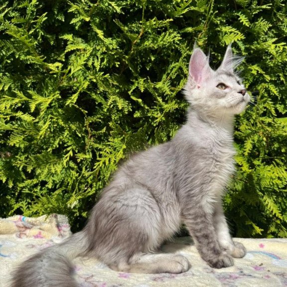 Maine Coon EZ Idris
