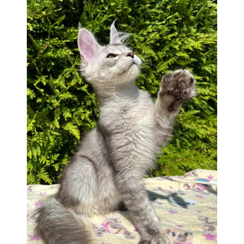 Maine Coon EZ Idris