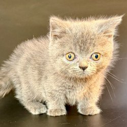 Munchkin Alfie
