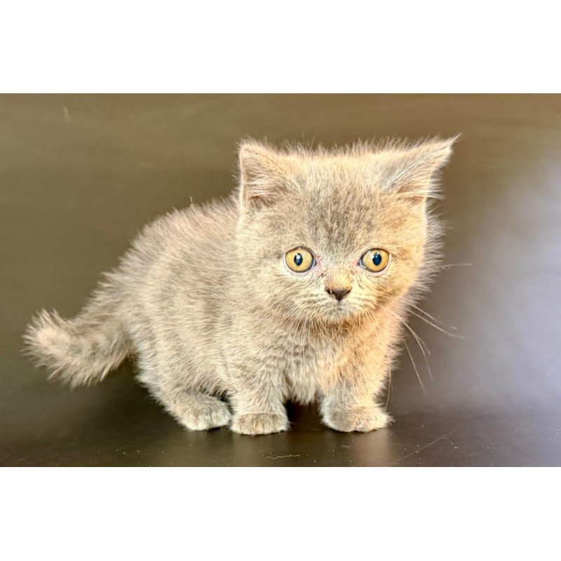 Munchkin Alfie