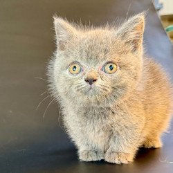 Munchkin Alfie
