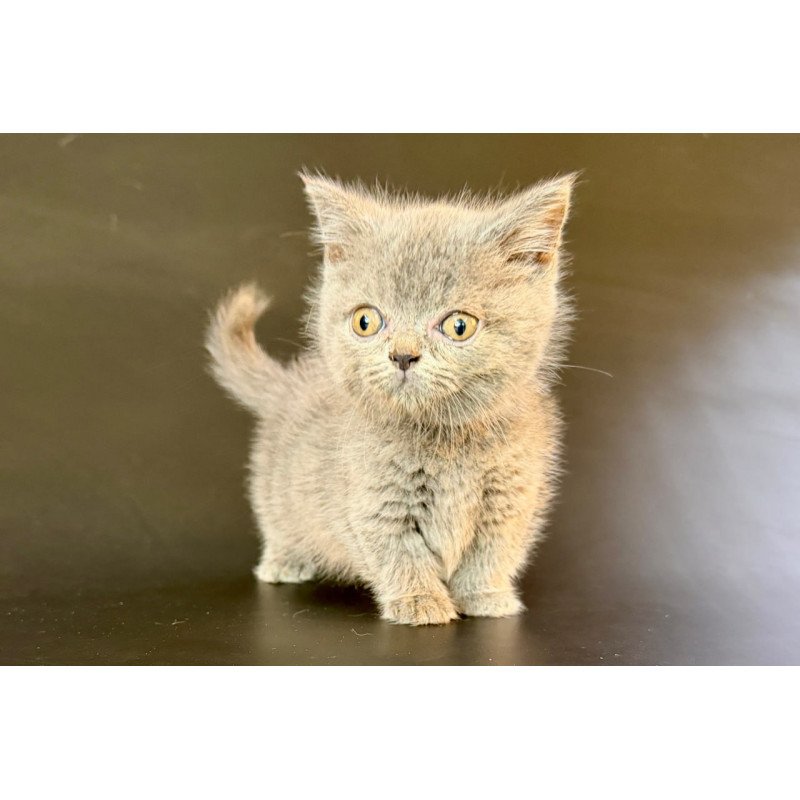 Munchkin Alfie