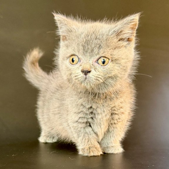 Munchkin Alfie