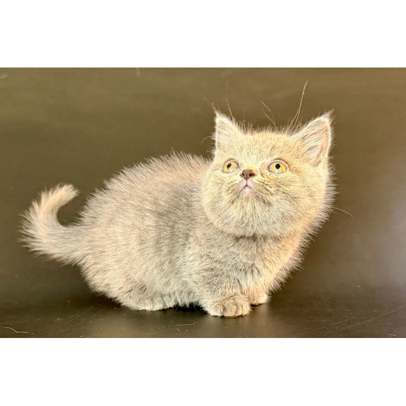 Munchkin Alfie