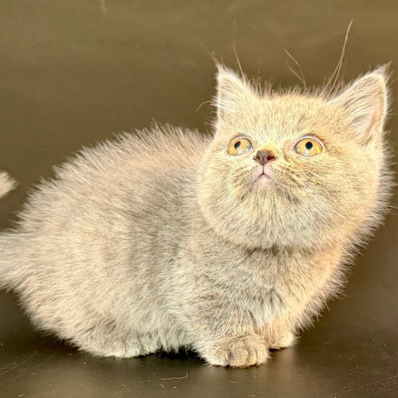 Munchkin Alfie