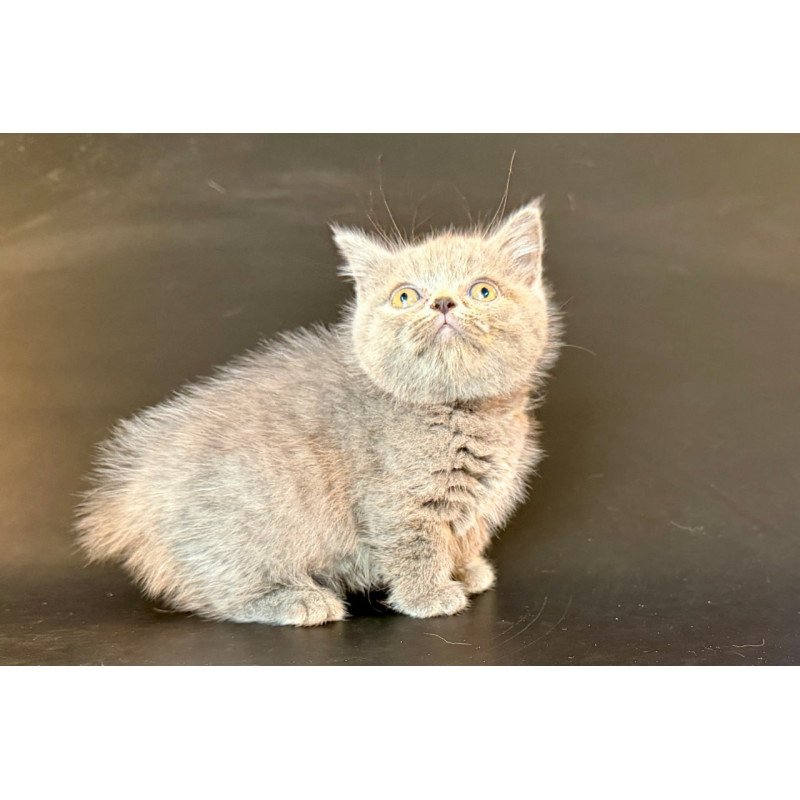Munchkin Alfie