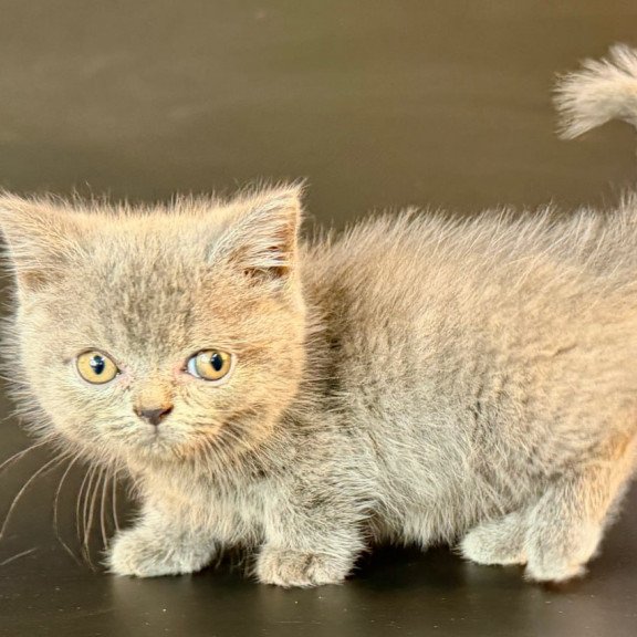 Munchkin Alfie