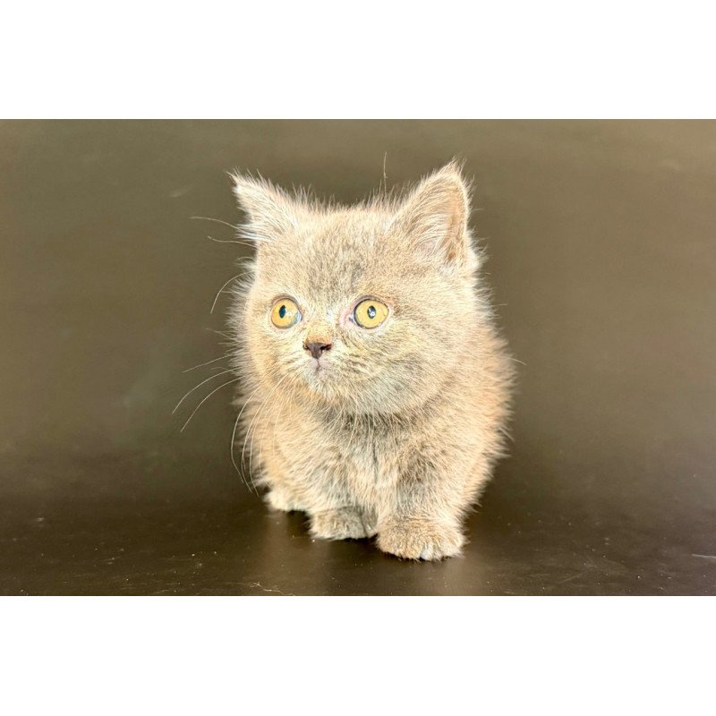 Munchkin Alfie