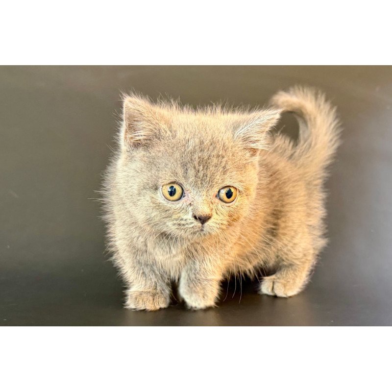 Munchkin Alfie