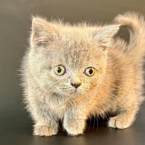 Munchkin Alfie