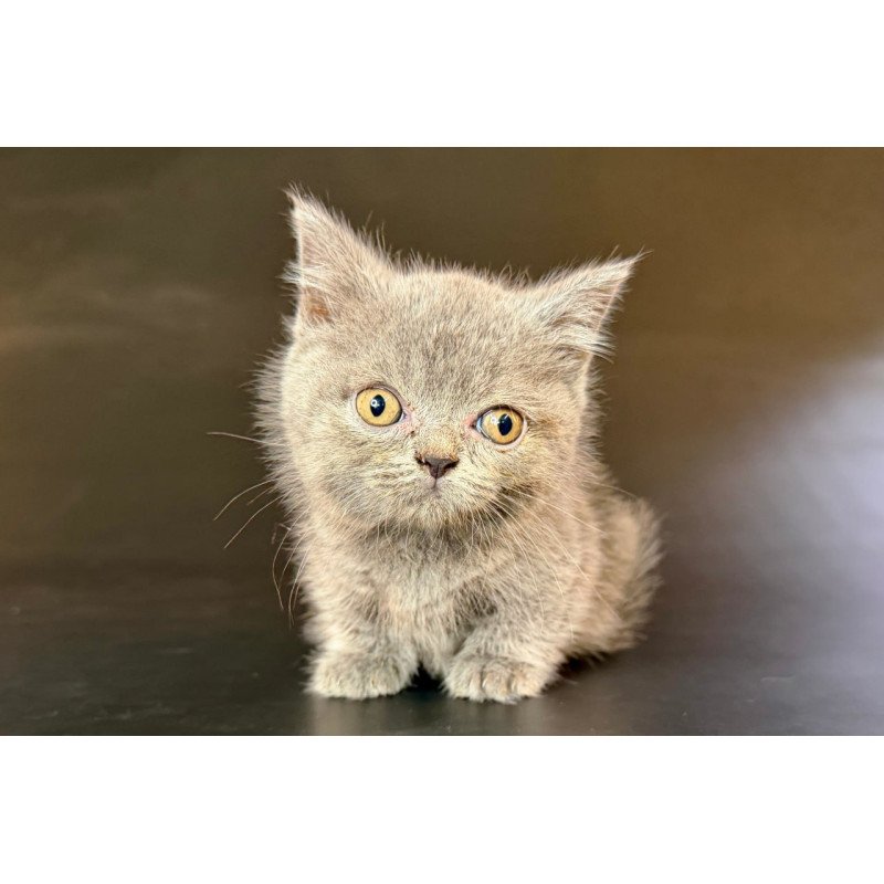 Munchkin Alfie
