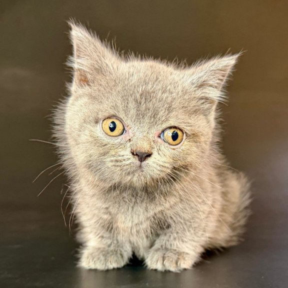 Munchkin Alfie