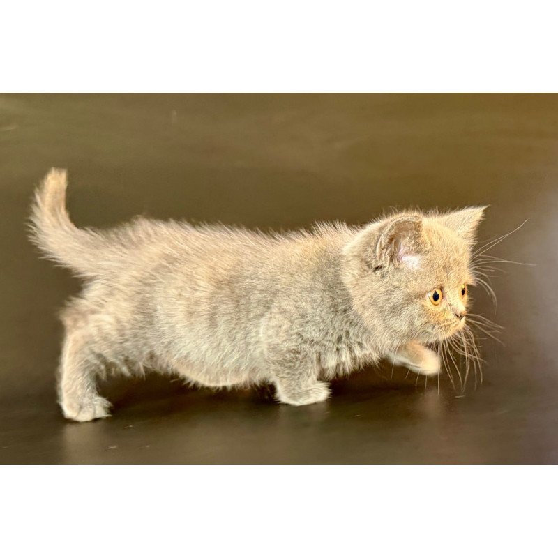 Munchkin Alfie