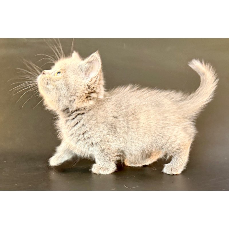 Munchkin Alfie