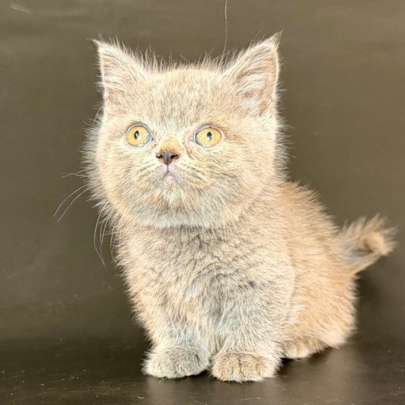 Munchkin Alfie