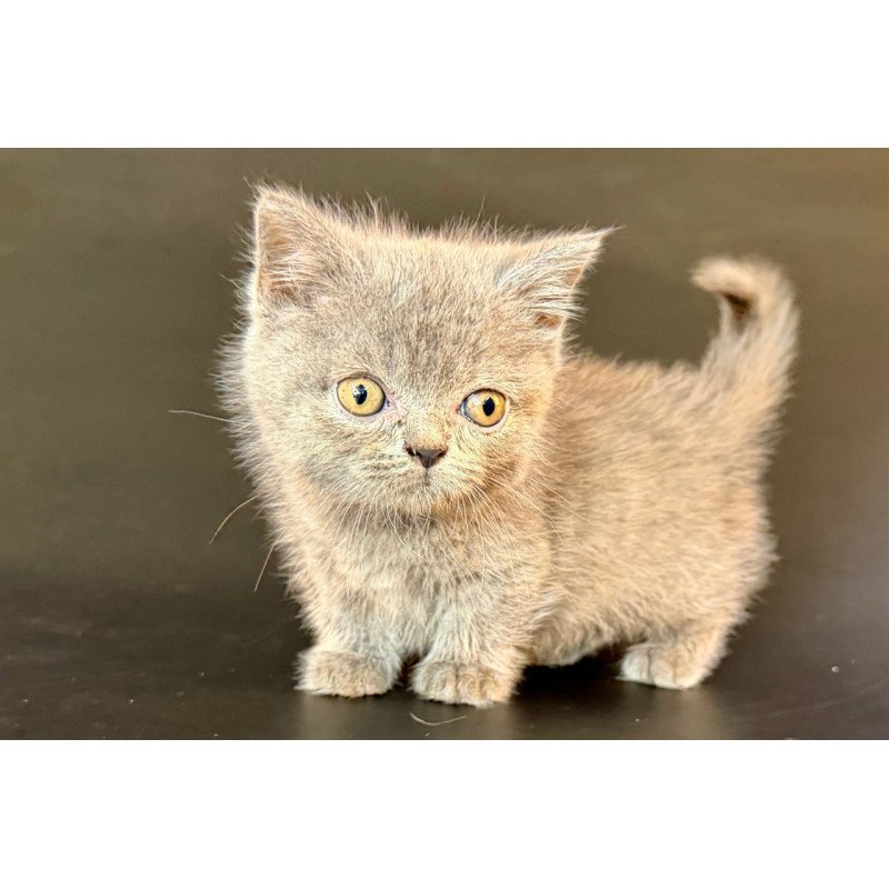 Munchkin Alfie