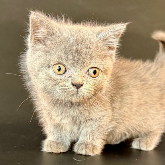 Munchkin Alfie