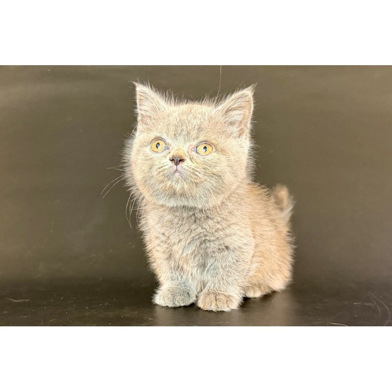 Munchkin Alfie