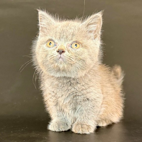 Munchkin Alfie