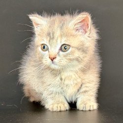 Munchkin Arrow