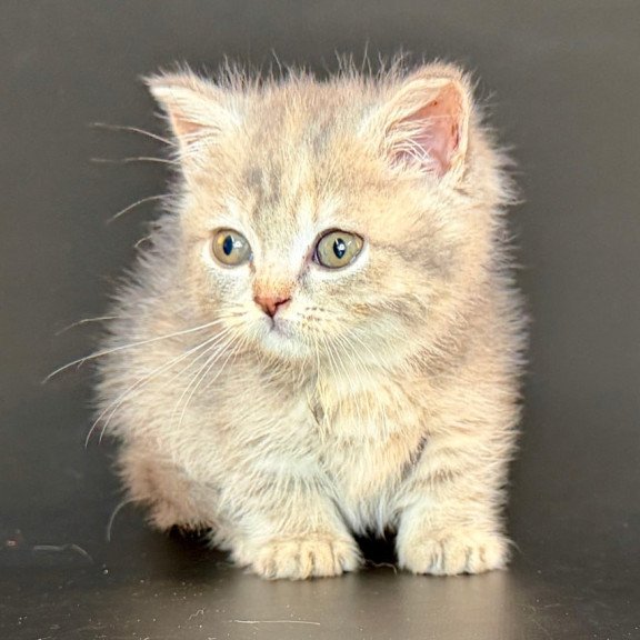 Munchkin Arrow