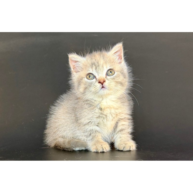 Munchkin Arrow