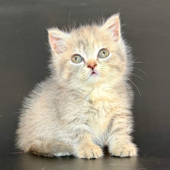Munchkin Arrow