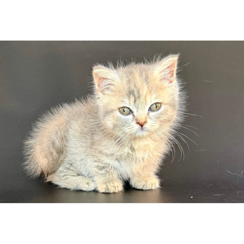 Munchkin Arrow