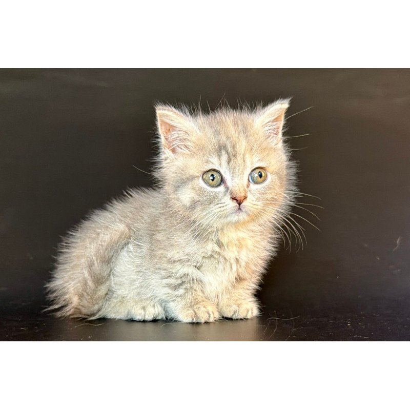 Munchkin Arrow