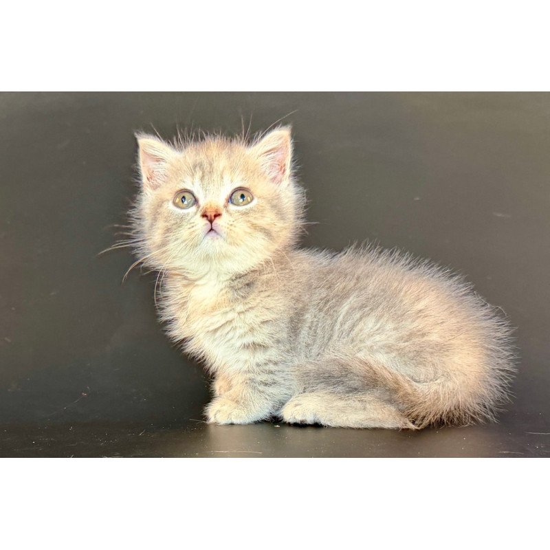 Munchkin Arrow