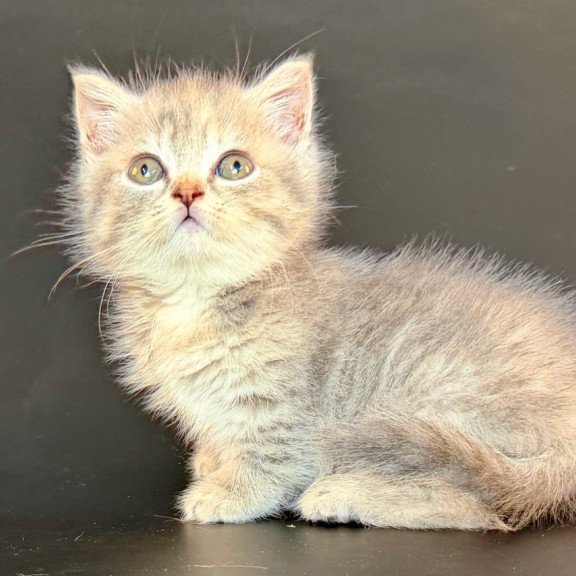 Munchkin Arrow