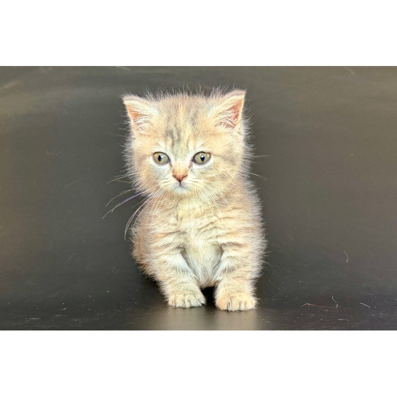 Munchkin Arrow