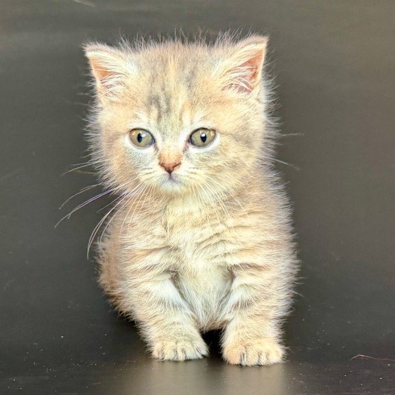 Munchkin Arrow